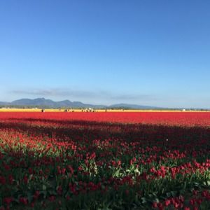 Meet your Posher, Ioana